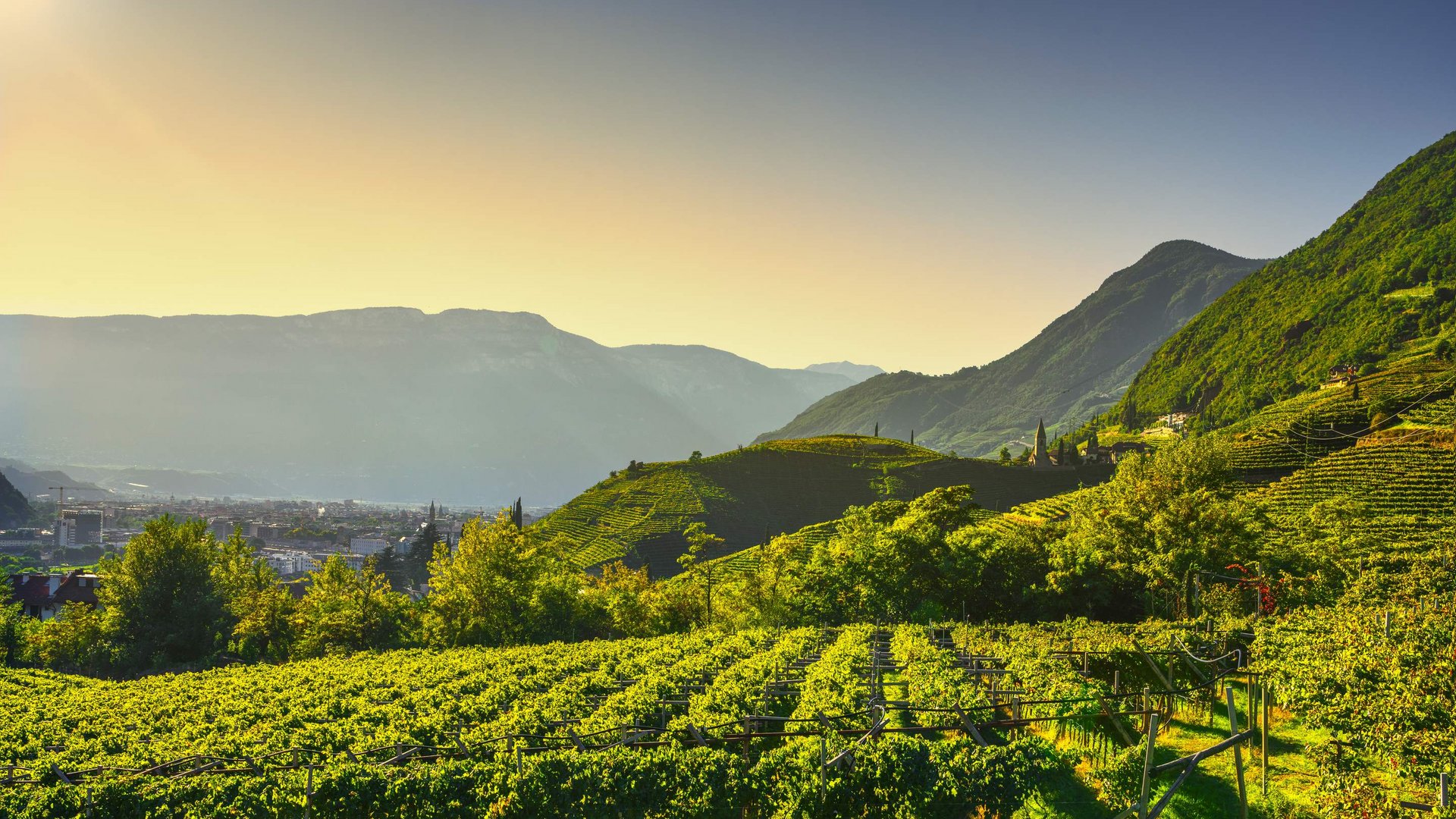 HMM – The Tourism Group Sonnenbeschienene Weinberge vor Bergen und Stadt im Hintergrund